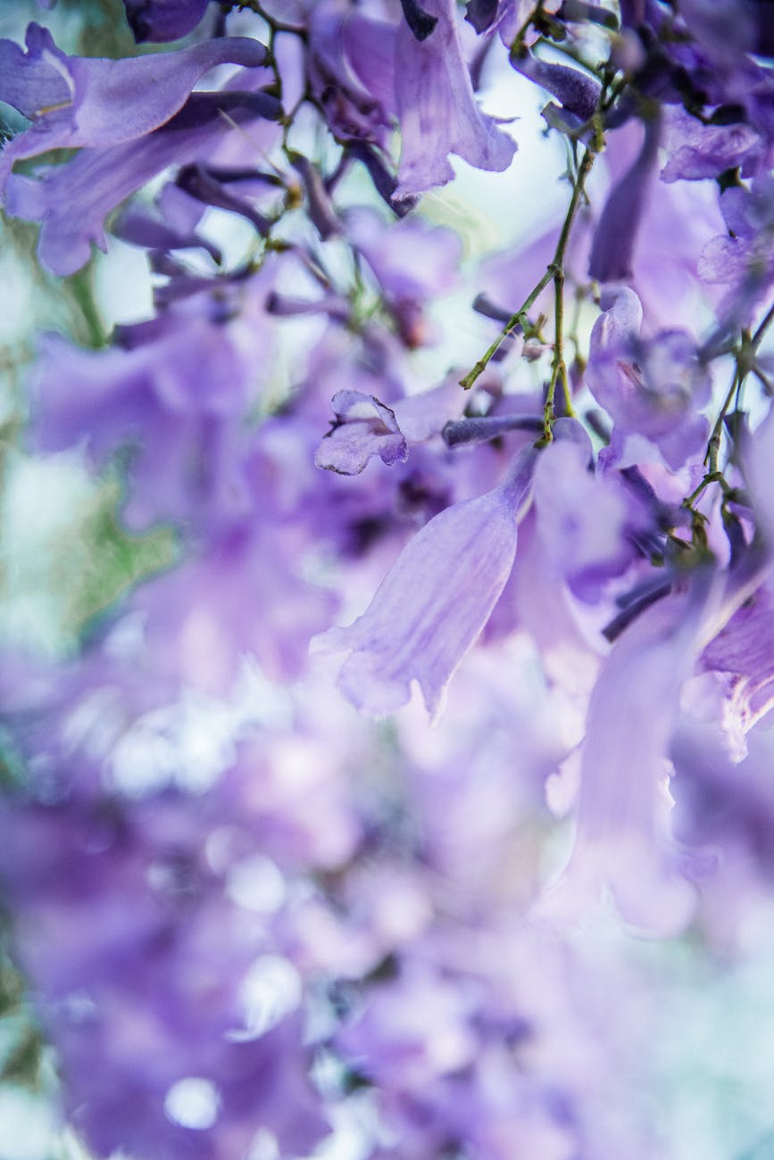 close up photo of purple flowers